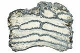 Mammoth Molar Slice With Case - South Carolina #291221-1